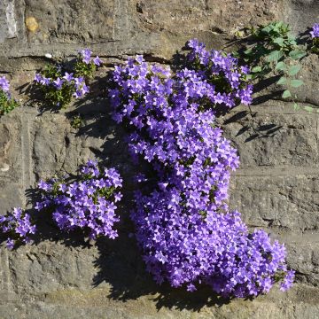 Campanula cochleariifolia Bavaria Blue - Campanula dei ghiaioni