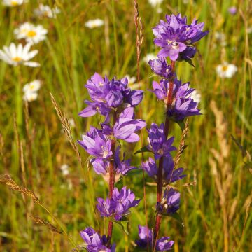 Campanula glomerata var. acaulis - Campanula agglomerata