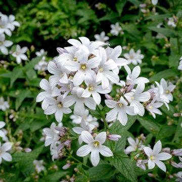 Campanula lactiflora Alba