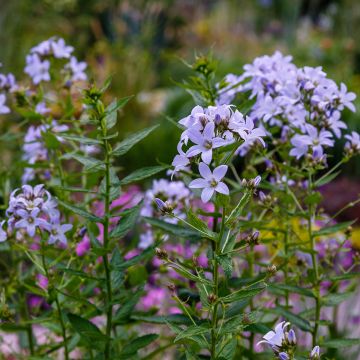 Campanula lactiflora