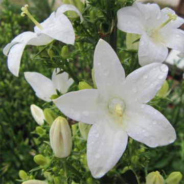 Campanula pyramidalis Alba - Campanula adriatica