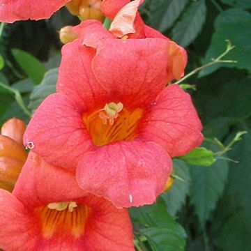 Campsis radicans - Bignonia