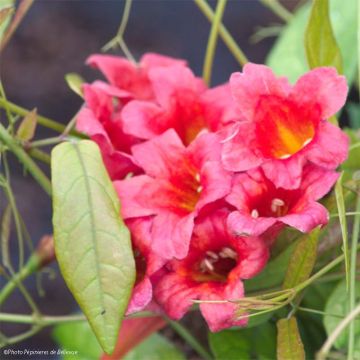 Campsis capreolata Atrosanguinea