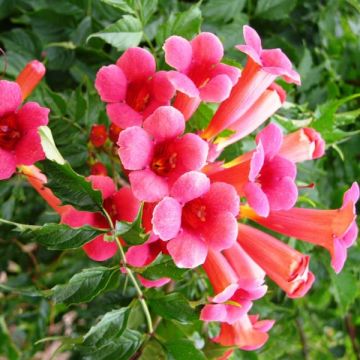 Campsis radicans Flamenco - Bignonia