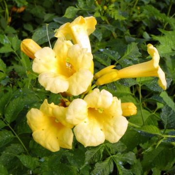 Campsis radicans Yellow Trumpet - Bignonia