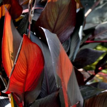 Canna glauca Australis