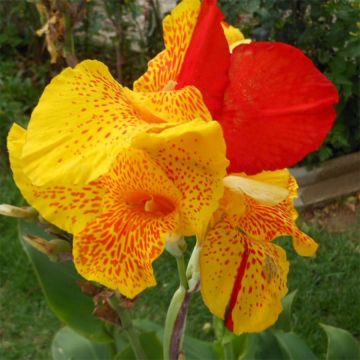 Canna Cleopatra