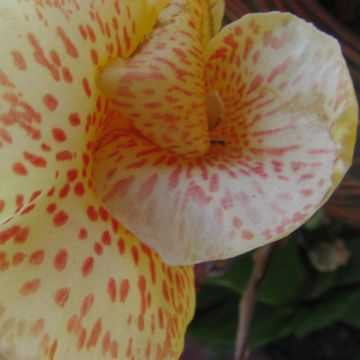 Canna Confetti