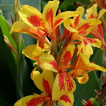 Canna Queen Charlotte