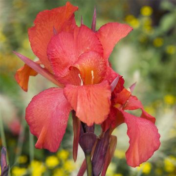 Canna Red King Humbert