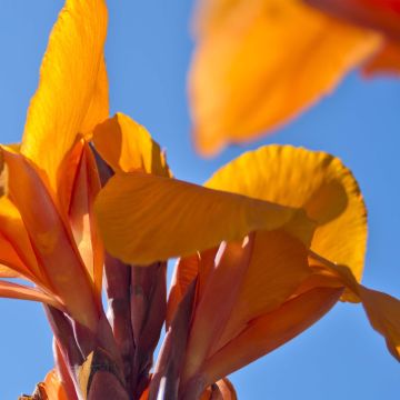 Canna Semaphore