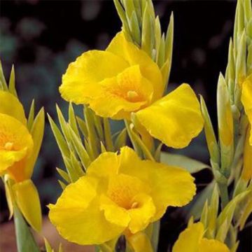 Canna Soleil d'Or