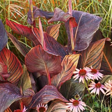 Canna Tarouking