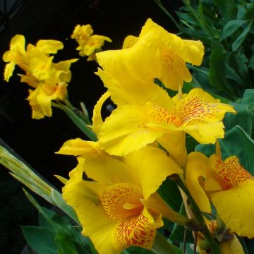 Canna Yellow Humbert