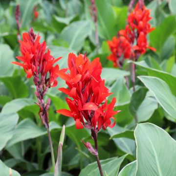 Canna edulis - Canna d'India