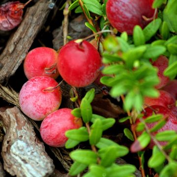 Vaccinium macrocarpon Early Black - Mirtillo rosso americano