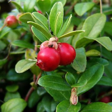 Vaccinium macrocarpon Pilgrim - Mirtillo rosso americano