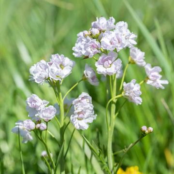 Cardamine pratensis Flore Pleno - Billeri dei prati