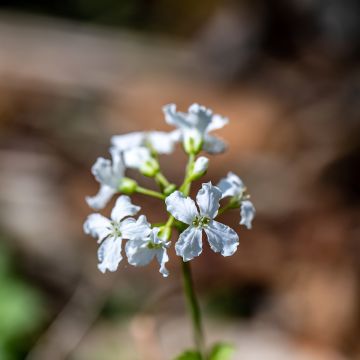 Cardamine trifolia - Billeri a tre foglie