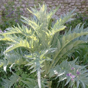 Cardo Gigante di Romagna