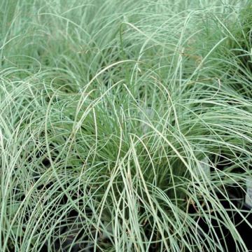 Carex comans Frosted Curls