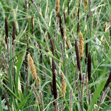 Carex acutiformis - Carice tagliente