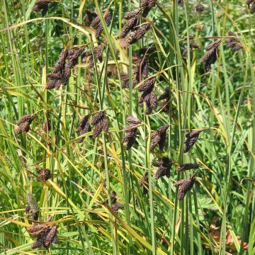 Carex atrata - Carice abbronzata