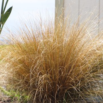 Carex buchananii - Carice di Buchanan