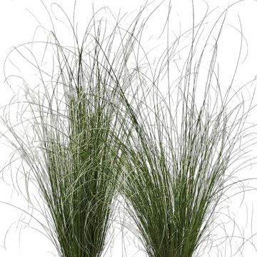 Carex buchananii Green Twist - Carice di Buchanan