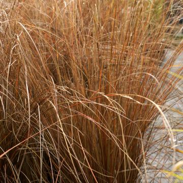 Carex buchananii Red Rooster - Carice di Buchanan