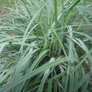 Carex flacca - Carice glauca