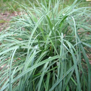 Carex flacca Blue Zinger - Carice glauca