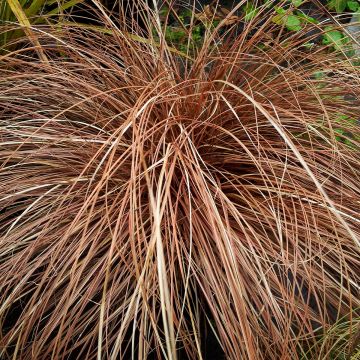 Carex flagellifera Bronzita