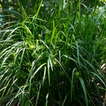 Carex grayi