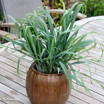 Carex laxiculmis Bunny Blue