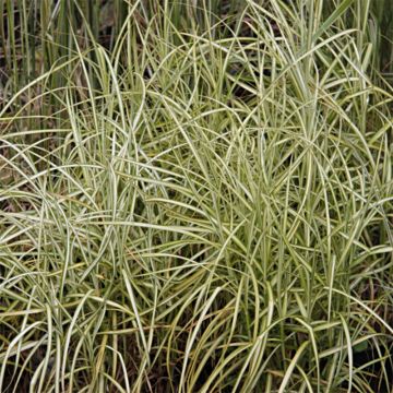 Carex muskingumensis Silberstreif - Carice palma