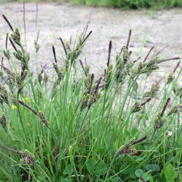 Carex nigra - Carice fosca