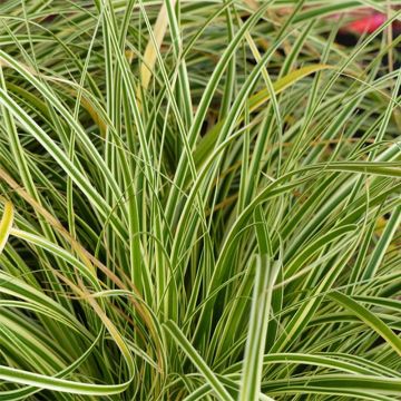 Carex oshimensis Evercream - Carice giapponese