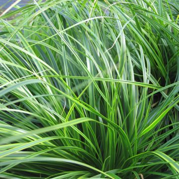 Carex oshimensis EverColor Everlime - Carice giapponese