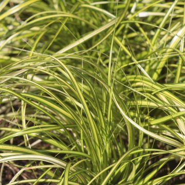 Carex oshimensis EverColor Eversheen - Carice giapponese