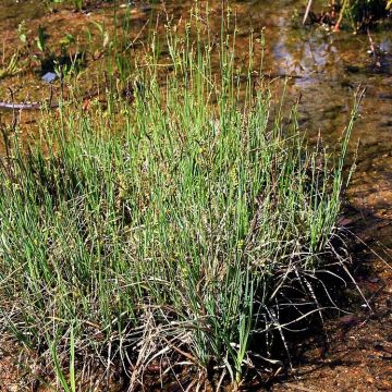 Carex panicea - Carice migliacea