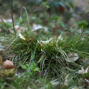 Carex remota