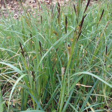 Carex riparia - Carice spondicola