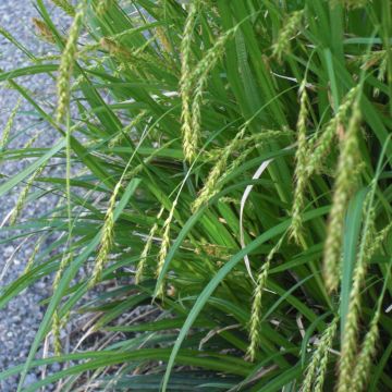 Carex sylvatica