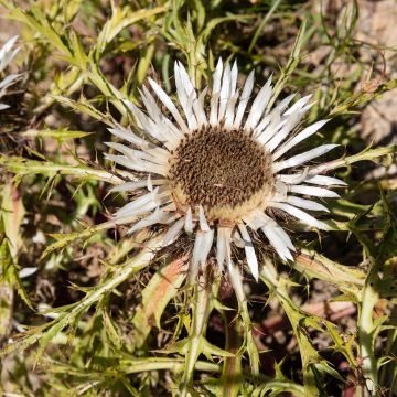 Carlina acaulis subsp. simplex Bronze - Carlina bianca