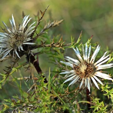 Carlina acaulis subsp. simplex - Carlina bianca