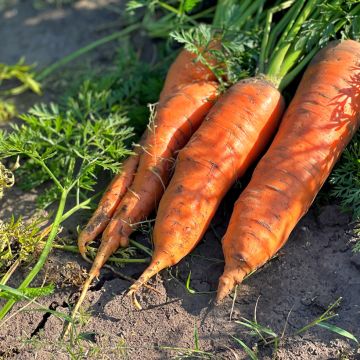 Carota Amsterdam