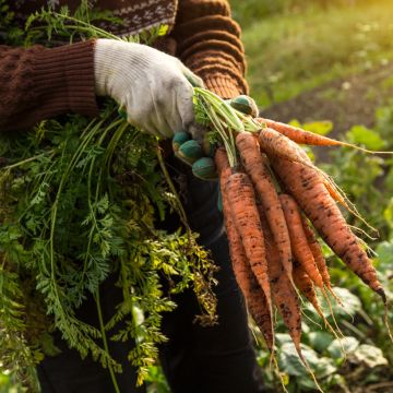 Carota Berlicum 2