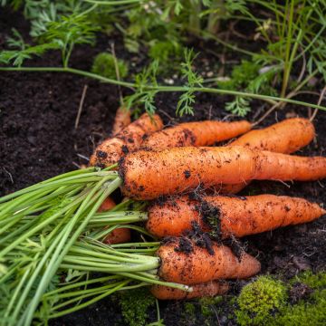 Carota Eskimo - Vilmorin