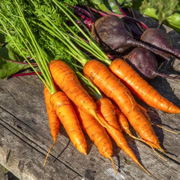 Carota Jeanette F1